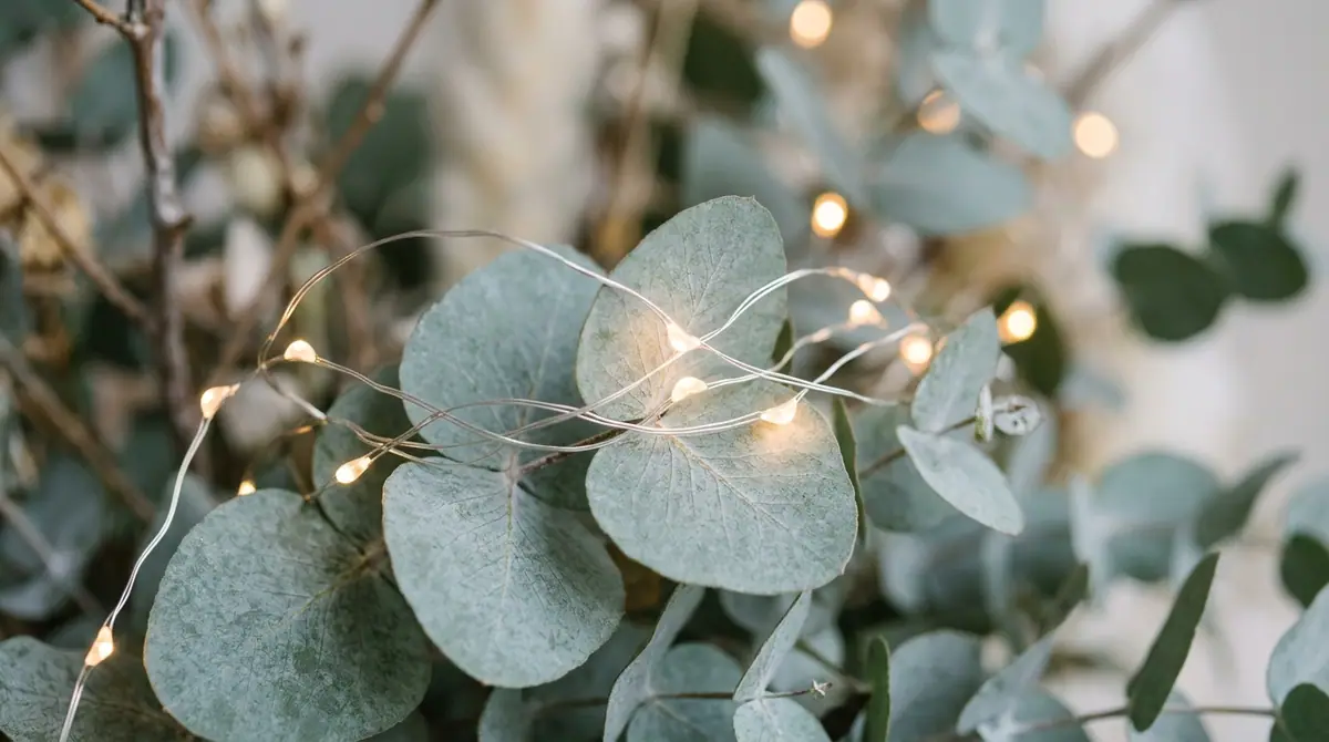 Fairy lights on eucalyptus leaves